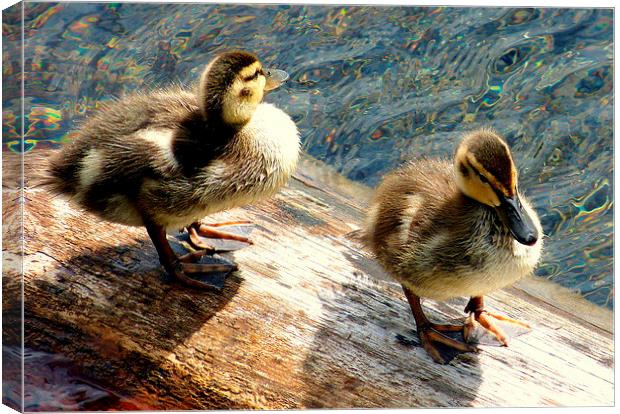 Two little ducks went swimming one day. Canvas Print by Judith Lightfoot