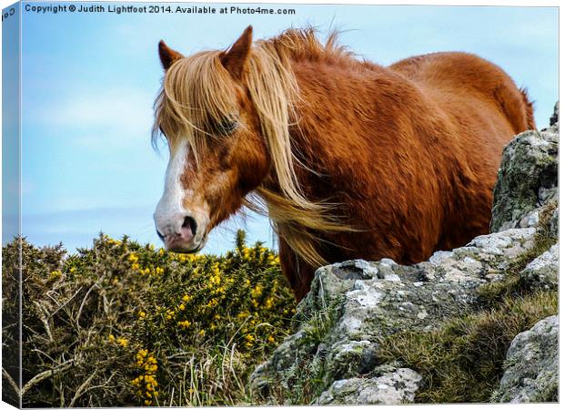 Wild Horse 2 Canvas Print by Judith Lightfoot