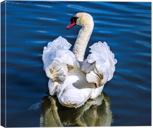  A Courting Swan Canvas Print by Judith Lightfoot