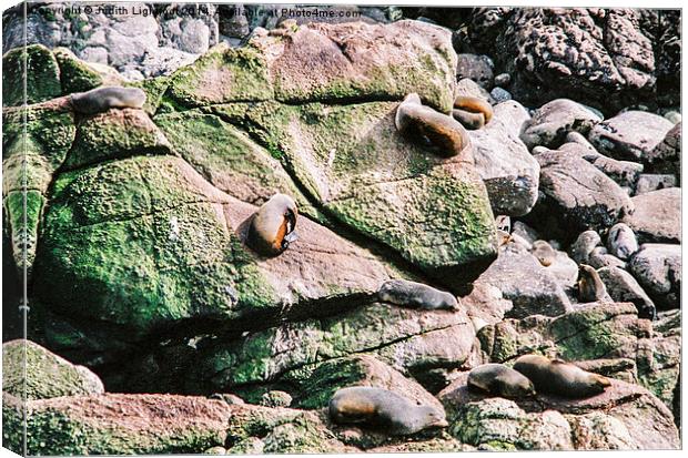   New Zealand fur seals x2 Canvas Print by Judith Lightfoot