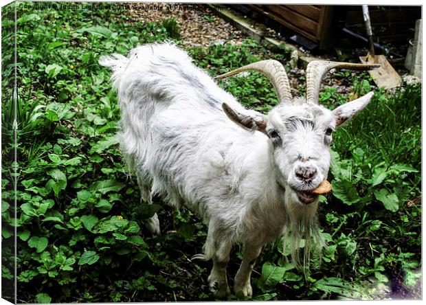  Billy Goat takes the biscuit Canvas Print by Judith Lightfoot
