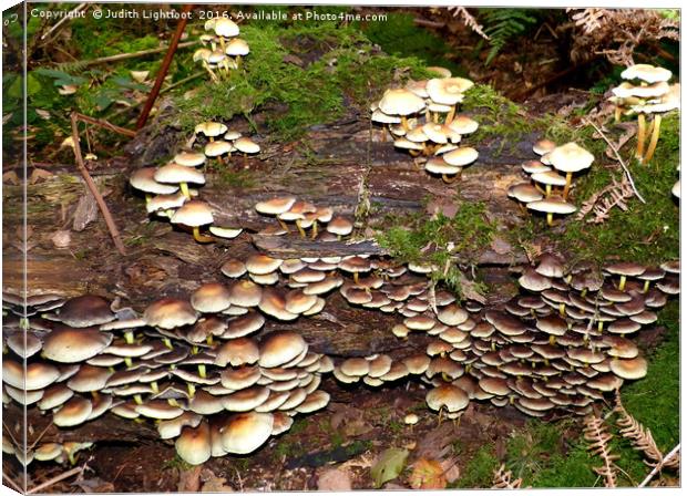 A kingdom of Fungi Canvas Print by Judith Lightfoot