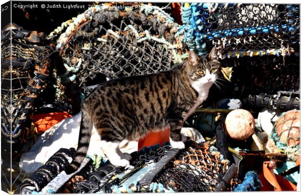 CAT AMONGST THE LOBSTER POTS Canvas Print by Judith Lightfoot
