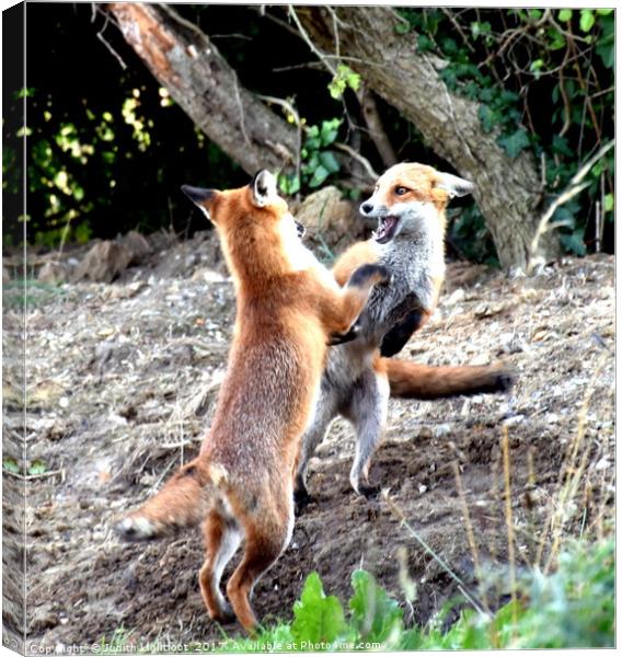 The Frolickings of two young fox cubs Canvas Print by Judith Lightfoot