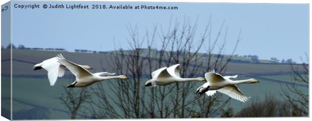 WHOOPER SWANS IN FLIGHT Canvas Print by Judith Lightfoot