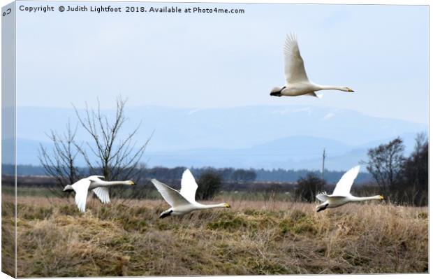 WHOOPER SWANS ARE LANDING Canvas Print by Judith Lightfoot