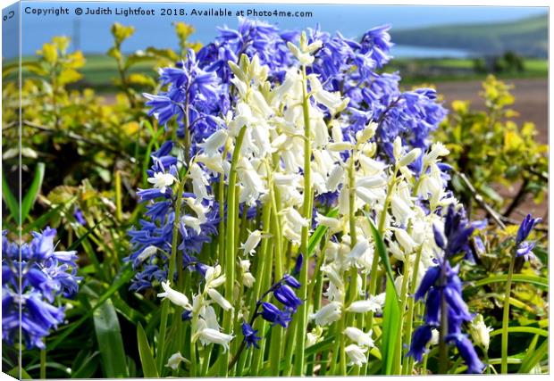 CONTRASTING BLUEBELLS Canvas Print by Judith Lightfoot