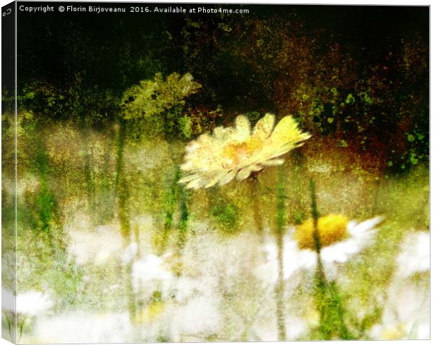 Daisy Love Texture  Canvas Print by Florin Birjoveanu