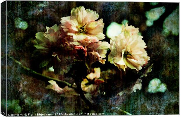 Flowering Cherry Texture  Canvas Print by Florin Birjoveanu