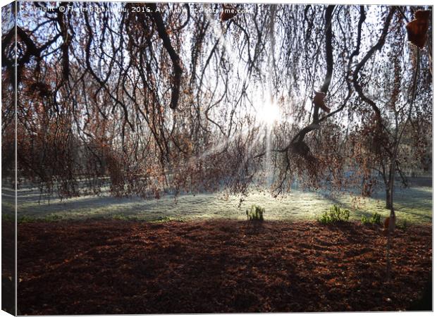 Waiting For The Sun Canvas Print by Florin Birjoveanu