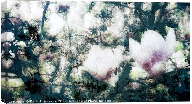 Magnolia Bearing Canvas Print by Florin Birjoveanu