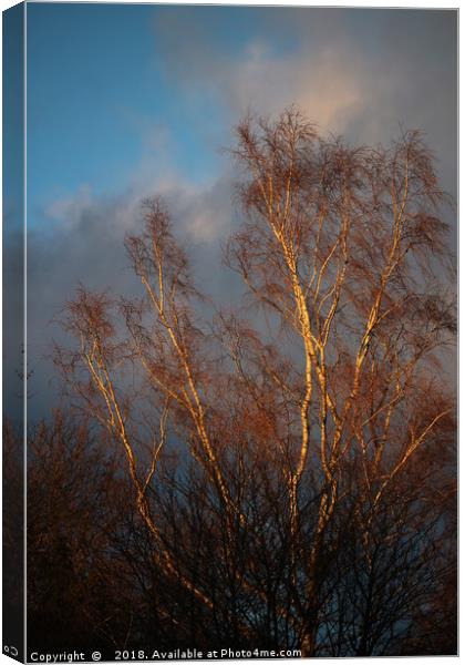 Tree Exposed Canvas Print by Florin Birjoveanu