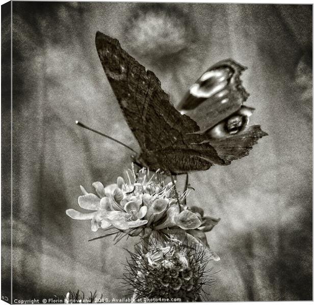 Butterfly Bw Canvas Print by Florin Birjoveanu