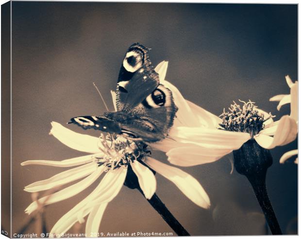 Arnica With Butterfly Bw Canvas Print by Florin Birjoveanu