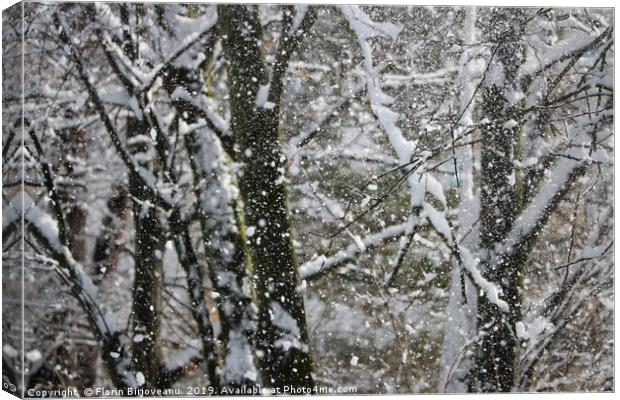 Snowy Trees  Canvas Print by Florin Birjoveanu