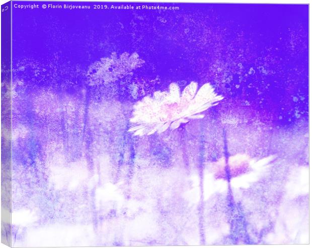 Daisy Love Purple Canvas Print by Florin Birjoveanu
