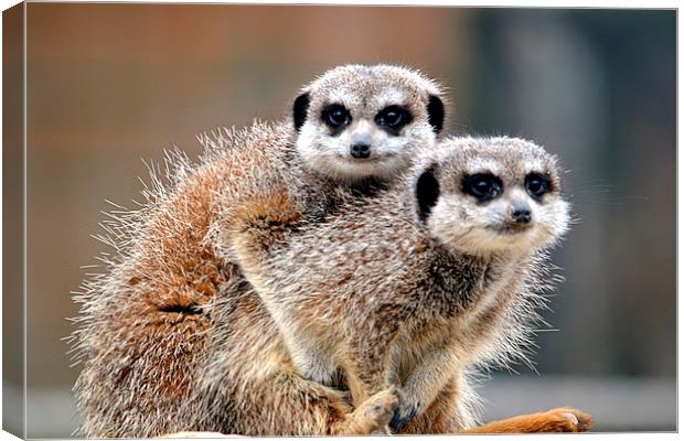  Meerkats Canvas Print by Sarah Barratt