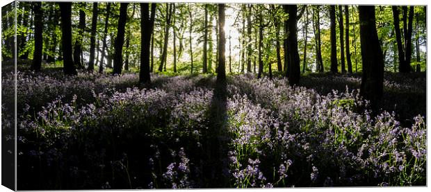  Bluebell Light Canvas Print by Richard Taylor