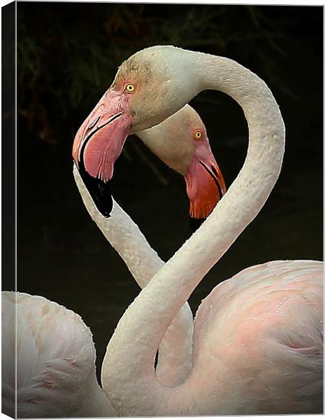  Flamingo Heart Canvas Print by John Akar