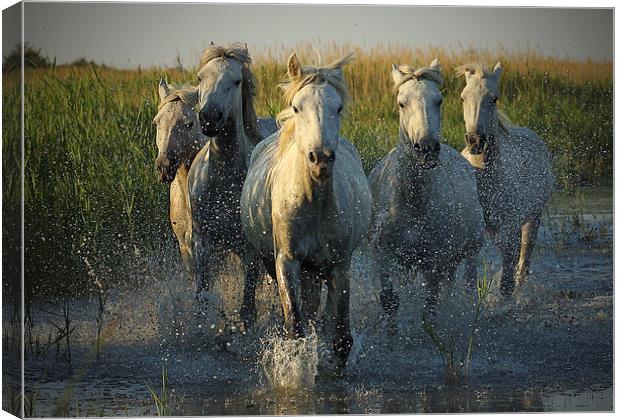  White horses running through water - camargue Canvas Print by John Akar