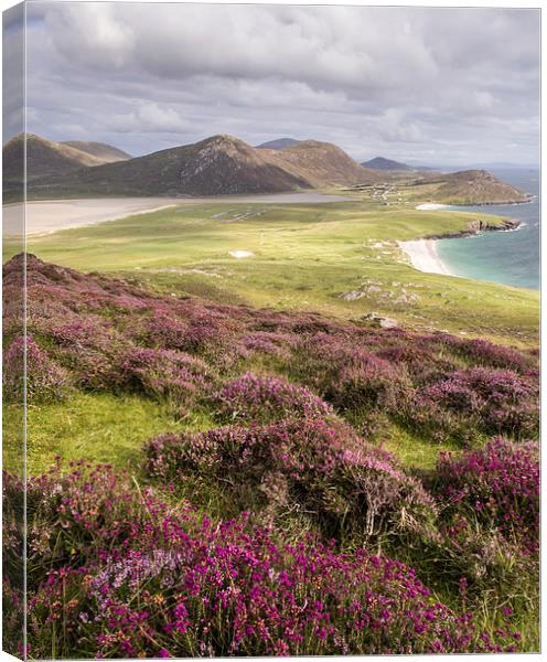 Heather View Canvas Print by John Cropper