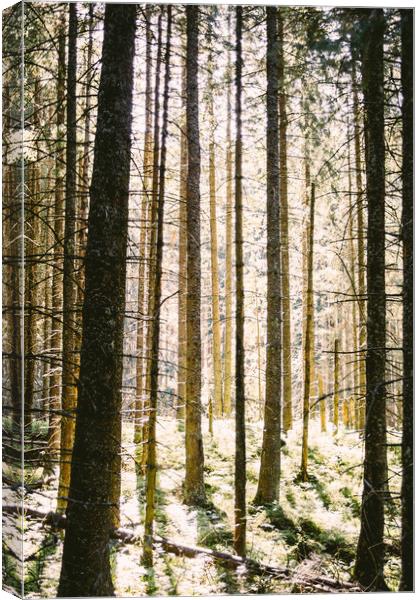 Sunlit Forest Canvas Print by Patrycja Polechonska