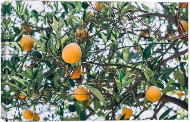 Orange Tree Canvas Print by Patrycja Polechonska