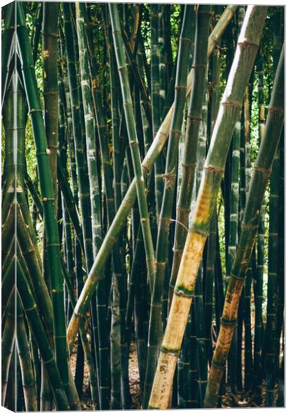Bamboo Forest Canvas Print by Patrycja Polechonska