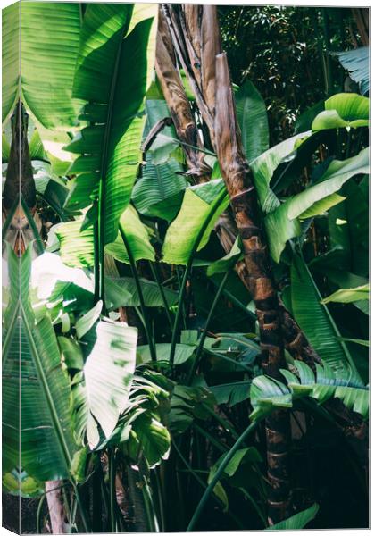 Tropical Jungle leaves Canvas Print by Patrycja Polechonska
