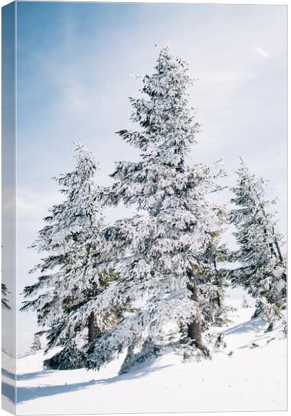 Snow Covered Trees Canvas Print by Patrycja Polechonska