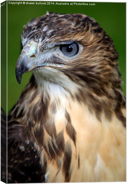 red-tailed hawk Canvas Print by shawn bullock