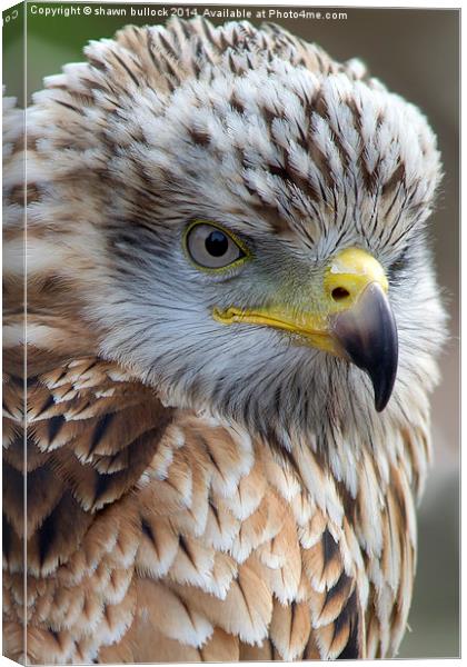  Young red kite Canvas Print by shawn bullock