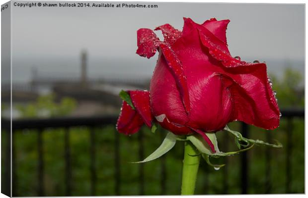 Red Rose at Whitby  Canvas Print by shawn bullock