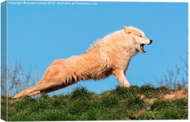   Artic Wolf Canvas Print by shawn bullock