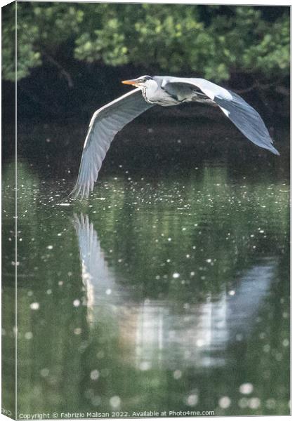 Heron in flight over a lake Canvas Print by Fabrizio Malisan