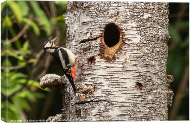 Woodpecker on a birch tree Canvas Print by Fabrizio Malisan