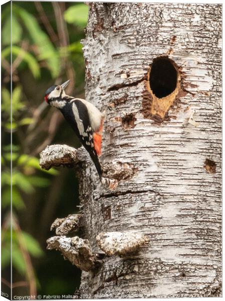 Woodpecker on a birch tree Canvas Print by Fabrizio Malisan
