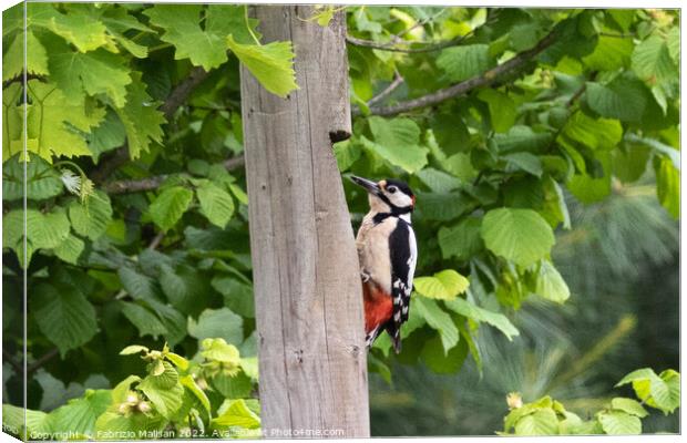 Wooodpecker bird climbs fence post Canvas Print by Fabrizio Malisan