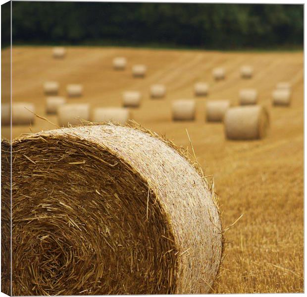  Rolling In Hay. Canvas Print by Fabrizio Malisan