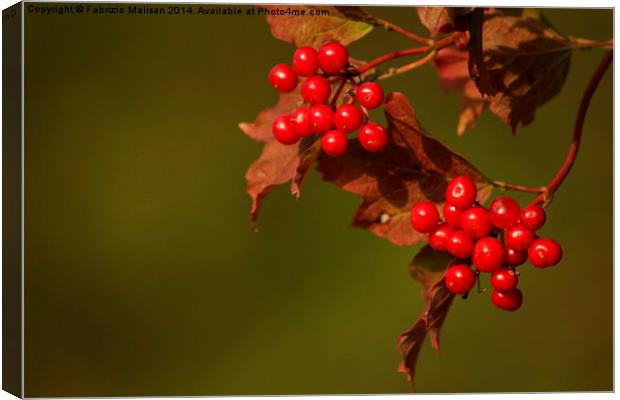  Wild Berries Canvas Print by Fabrizio Malisan