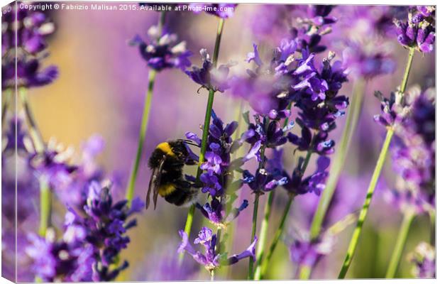 Bee on Lavender Canvas Print by Fabrizio Malisan