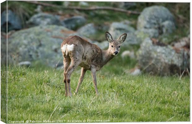 A curious young deer Canvas Print by Fabrizio Malisan
