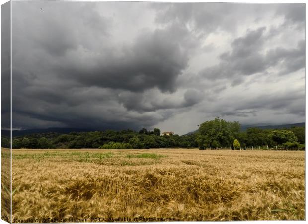 Threatening Sky Over Wheat Fields Canvas Print by Fabrizio Malisan