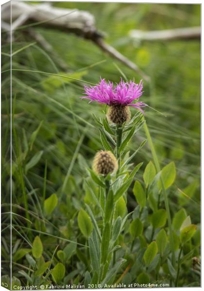 Wild Flowers Canvas Print by Fabrizio Malisan