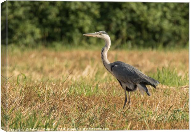 Heron in the field  Canvas Print by Fabrizio Malisan