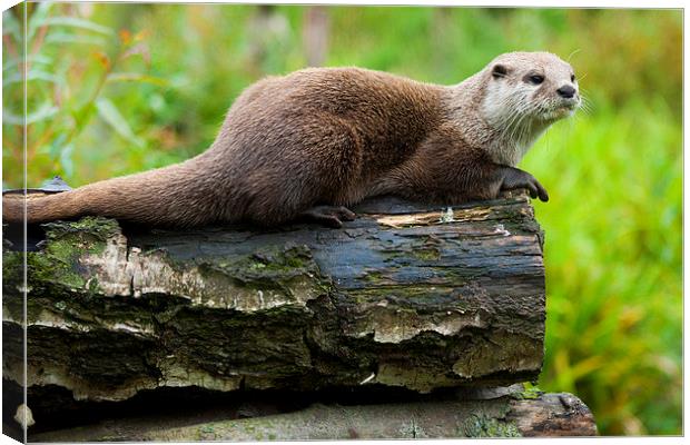  Small Clawed Otter Canvas Print by Steve Hodgson