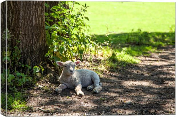 In the shade Canvas Print by Scott & Scott