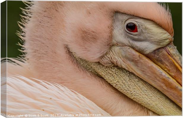 Pelican Crossing Canvas Print by Scott & Scott