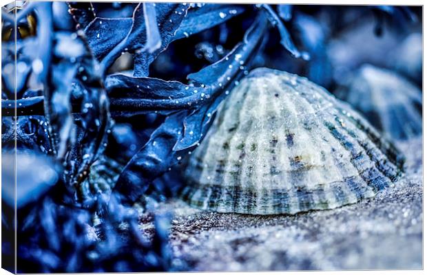 Limpet shell bathed in blue Canvas Print by Tanya Hall