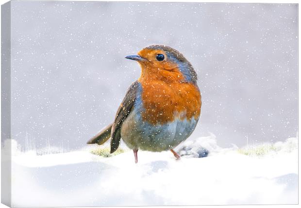  The Winter Visitor Canvas Print by Tanya Hall
